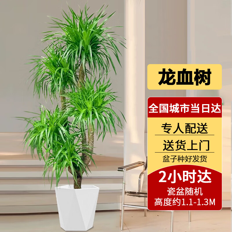 Only youСʱѪֲͷڴֲ ƷͷѪ1.1-1.3m