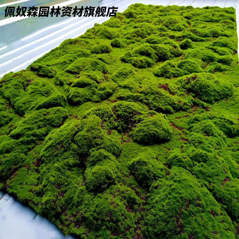 佩奴森仿真苔藓地毯草皮永生草坪青苔墙园林文化馆软装室外铺面颜色多