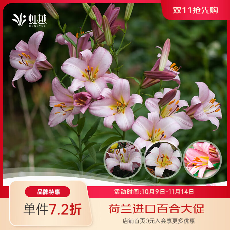 虹越 2025進口百合種球3球裝 盆栽地栽易養(yǎng)東方香水百合花卉裸球 【喇叭百合】粉色星球（18/20）