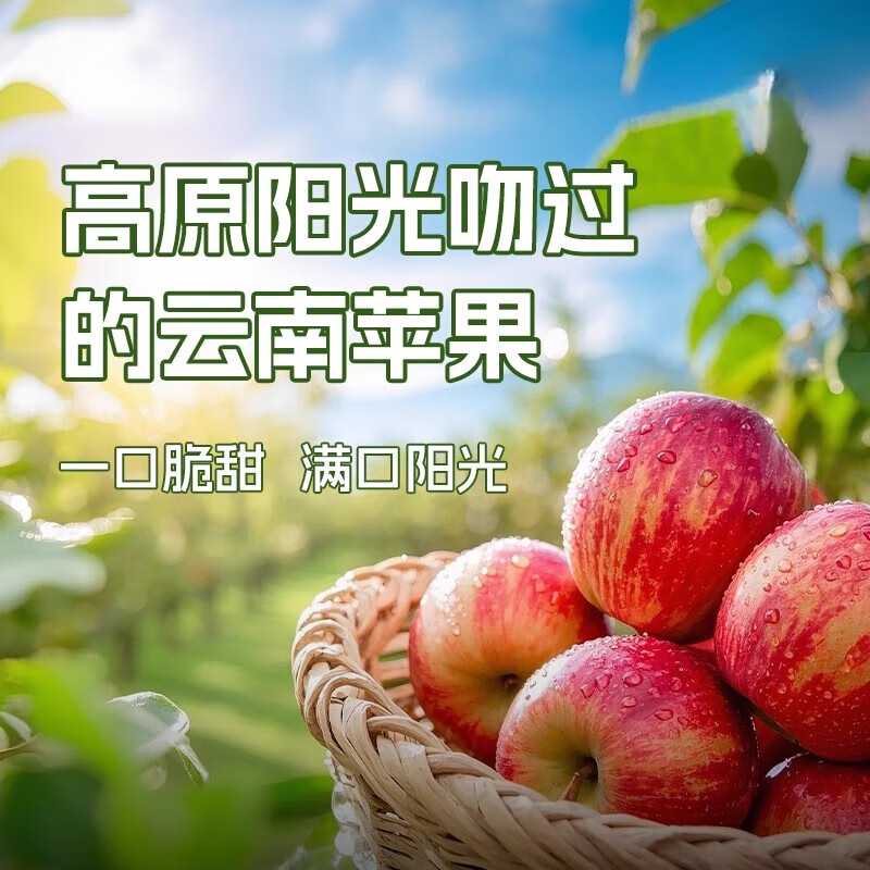 杨家姑娘正宗云南昭通丑苹果 冰糖心高山红露苹果当季新鲜水果礼盒 果径70-80mm(实惠中果) 5斤装【80%的人选择】