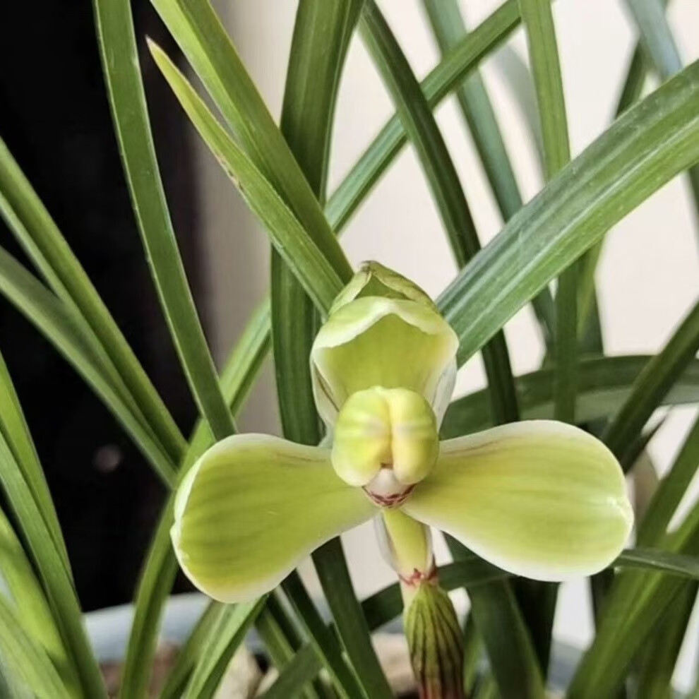 兰花 春兰 老品种 红宋梅 绿植花卉盆栽 花期有带花苞出售 春兰 红宋梅 2壮苗连体