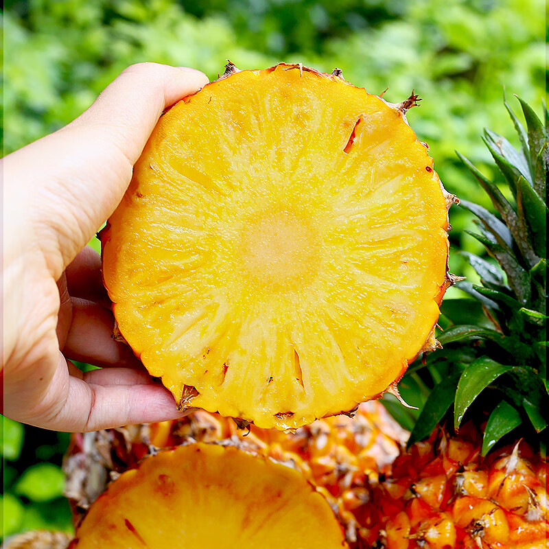 鲜友季金钻凤梨手撕菠萝单果2-4斤当季新鲜爆甜水果送礼 净重4.5-5斤（单果1000g+)