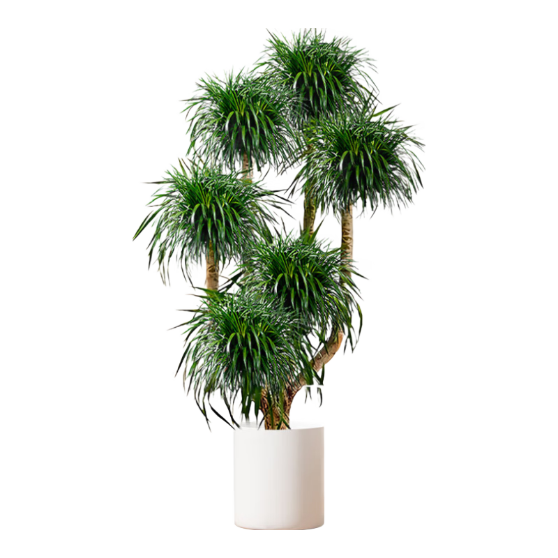 �����ؼ���ͷ��Ѫ�����ڿ���������ֲ���������������ˮ�����Ը߼��� ���콢���ͷ��Ѫ��1.1-1.3m+��ɫֱͲ�� 229.8Ԫ