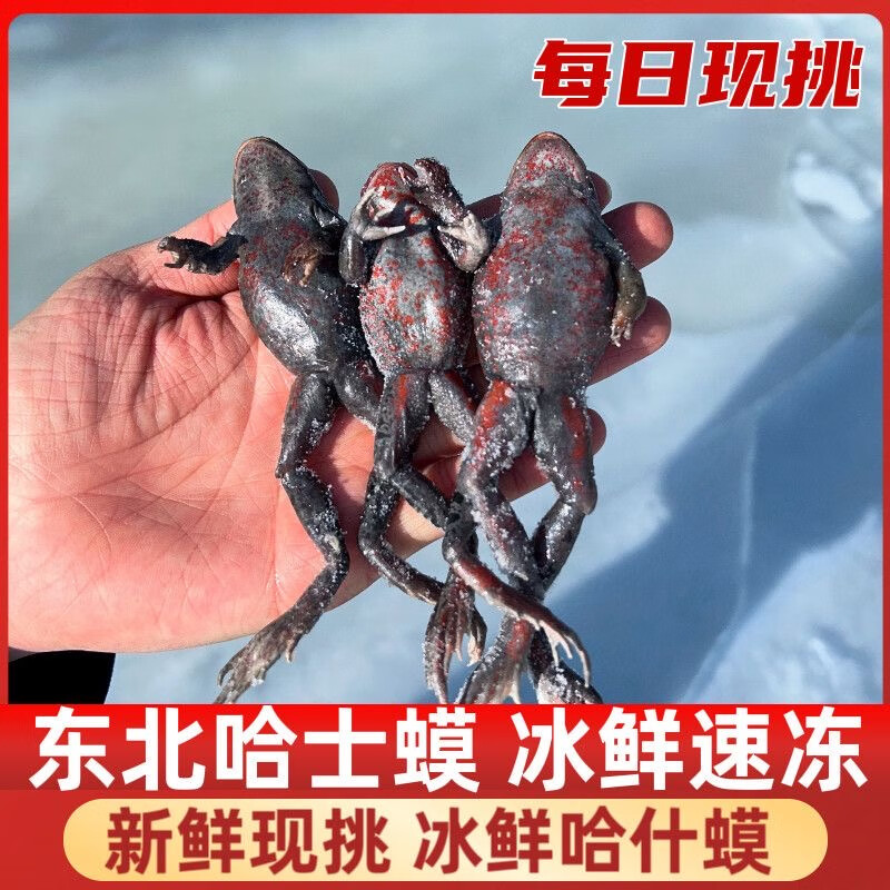 活林蛙东北哈士蟆 鲜活红肚蛤蟆哈什蚂 全母全籽 活体石蛤蟆500克 25