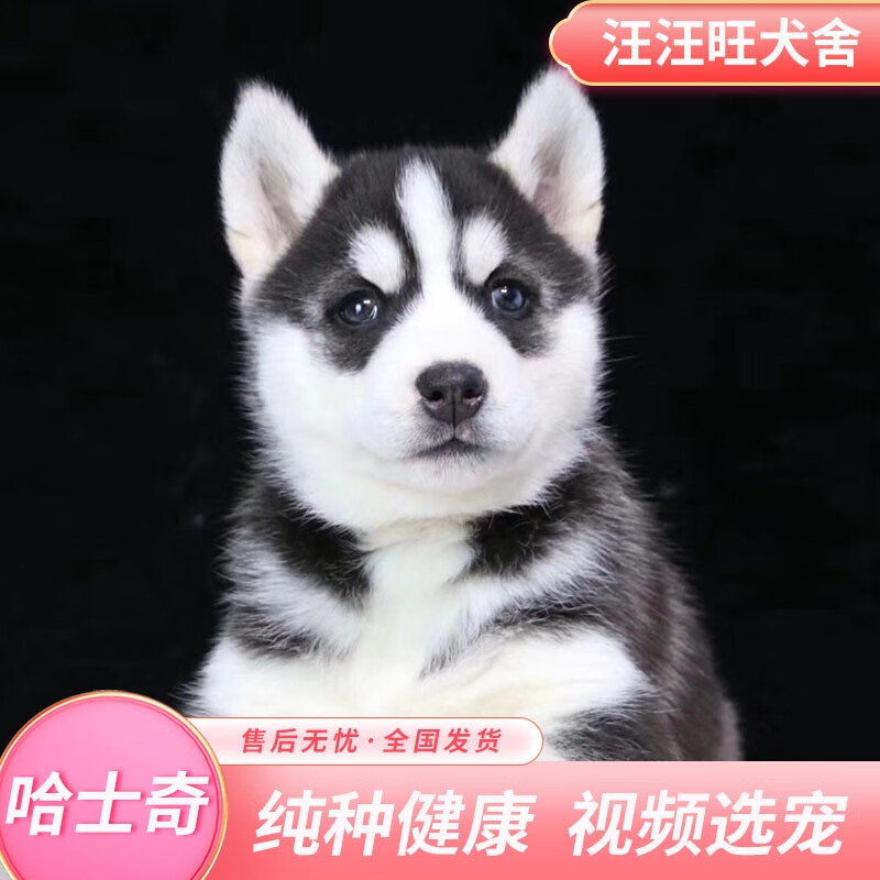 哈犬幼 相关京东优惠商品排行榜 价格图片品牌优惠券 虎窝购 哈犬幼 相关京东优惠商品排行榜 价格图片品牌优惠券 虎窝购