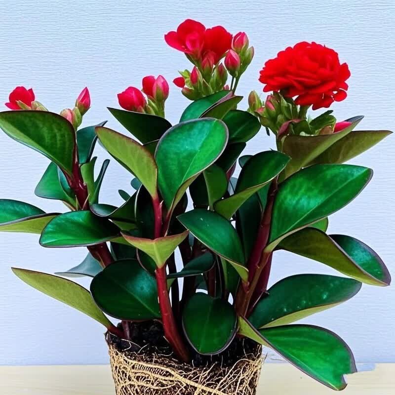 【包开花】碧玉四季常青室内花卉绿植开花植物净化浓香型盆栽 重瓣碧玉【红色】幼年苗一颗【3年后开】