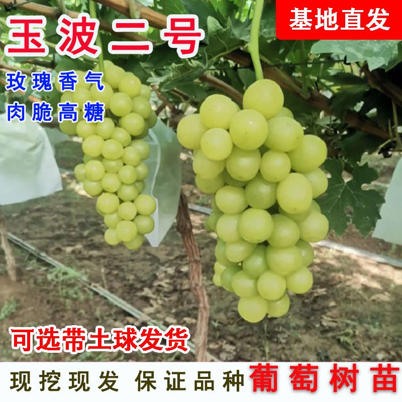 花御玺中晚熟葡萄玉波二号葡萄树苗当年结果庭院爬藤果树盆地栽 嫁接1