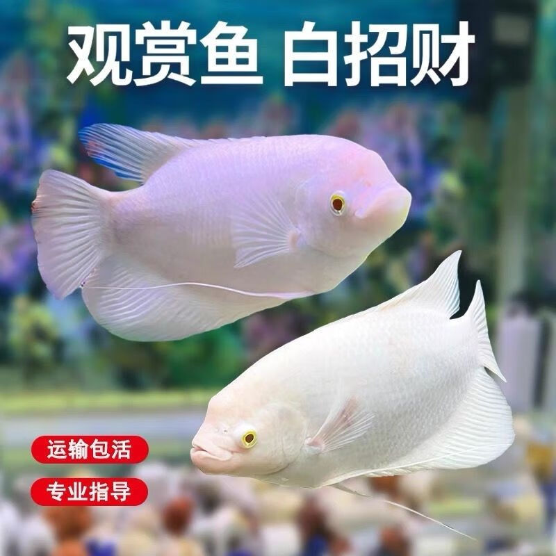 招财鱼战船活鱼正宗白招财鱼中大型热带观赏鱼起头古代战船鱼 招财鱼9