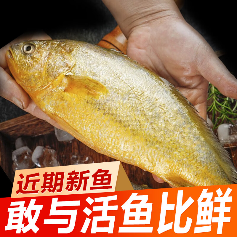 冰鲜部族大黄花鱼 深海大黄鱼海捕活冻鲜活大海鱼鲜海鲜水产 【深海大黄花鱼250g*4条】2斤净重