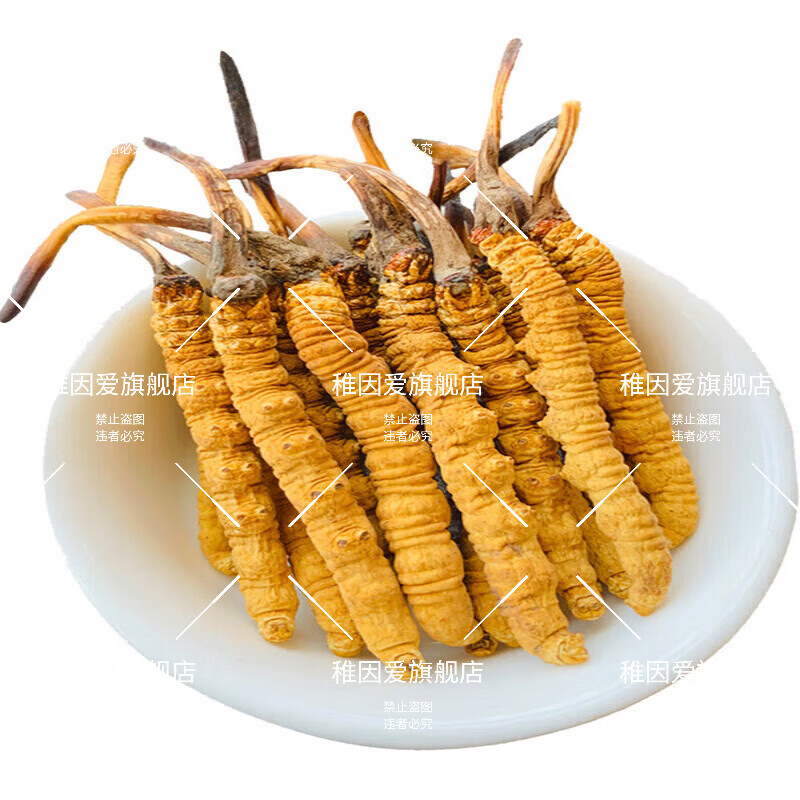 冬虫夏草野|生 正品西|藏那|曲虫草2025头期干虫草中秋送礼老丈人 东來线上商城品质野生那曲，大号纯肉节 50克