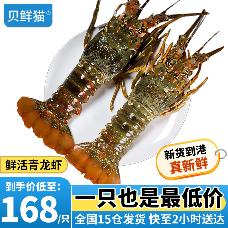 贝鲜猫【活鲜】小青龙虾鲜活大龙虾新鲜生猛活发大龙虾生鲜虾类 1只小青龙（6-7两/只）
