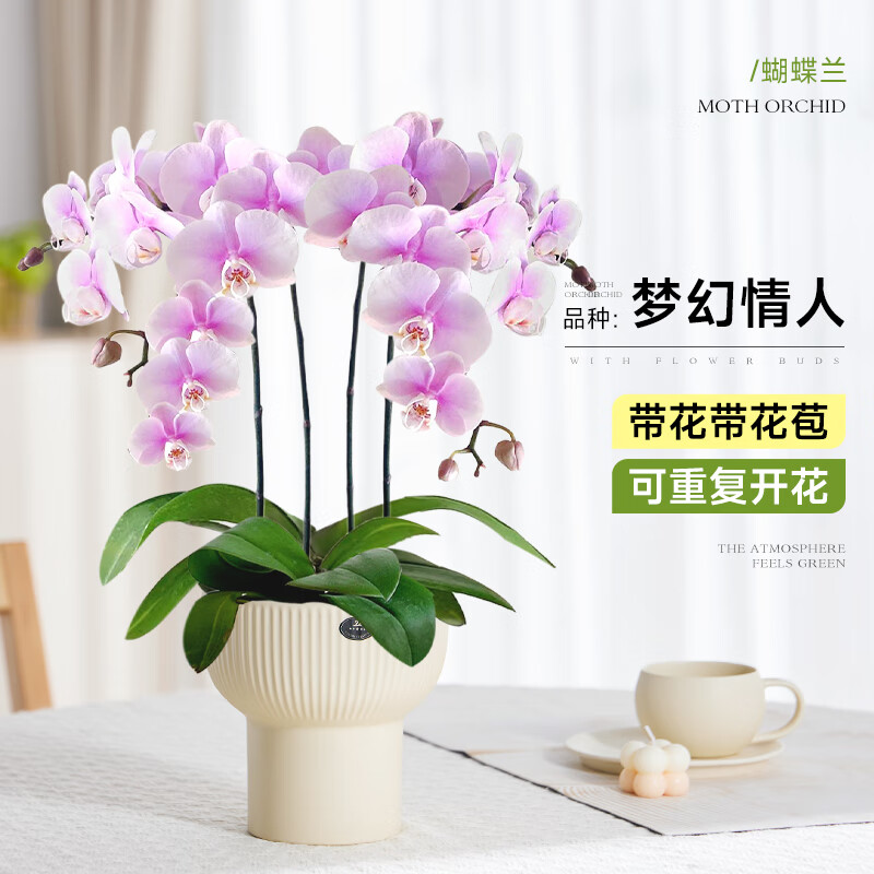临雅带花发货蝴蝶兰盆栽花卉绿植室内大花梦幻情人四梗冠军杯源头直发