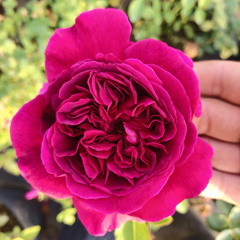 盆栽地栽欧月大花月 季庭院阳台切花月季树苗 秋日胭脂 20-30厘米高