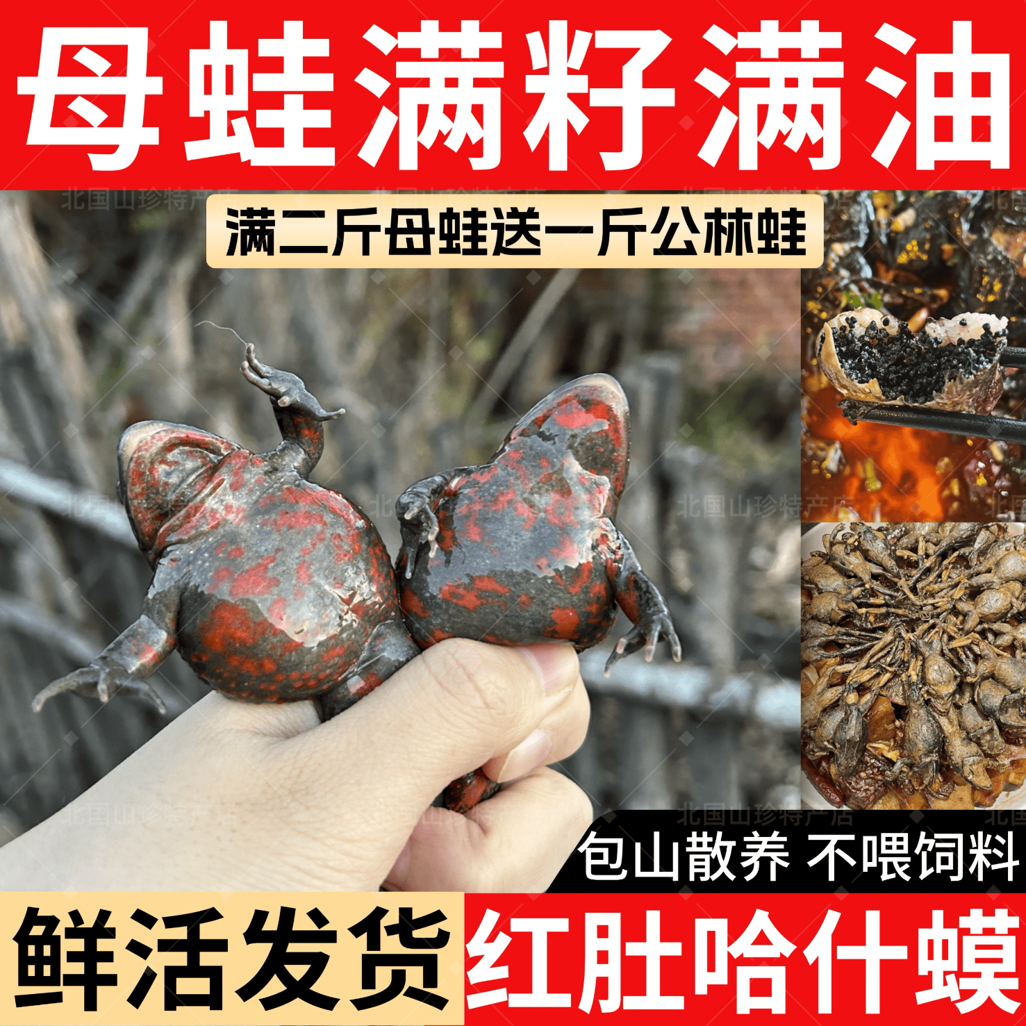东北鲜活哈士蟆 鲜活红肚蛤蟆 哈什蚂全母满油满籽 活体石蛤蟆 大号