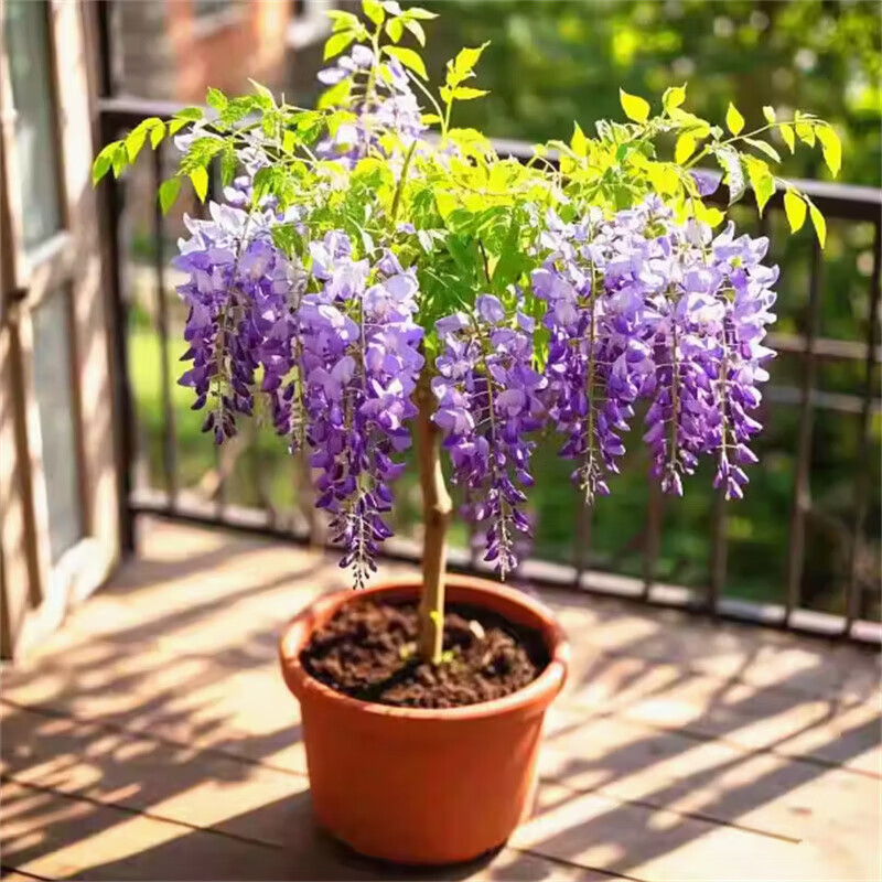 紫藤花树苗爬藤植物耐寒日本长穗紫藤耐热花卉阳台盆栽普罗旺 日本长