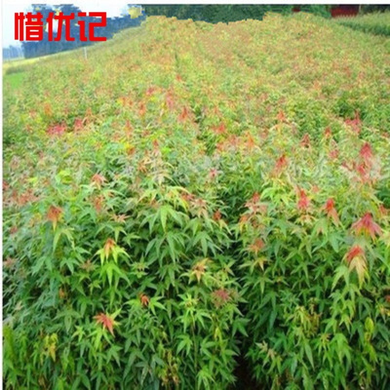 青枫树苗青枫小苗嫁接红枫专用苗圃鸡爪槭苗鸡爪槭树苗 鸡爪槭40-60