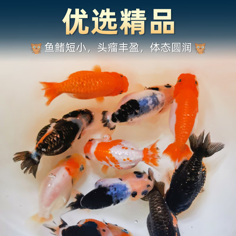 百纶木千兰寿金鱼小鱼观赏鱼淡水鱼锦鲤泰狮金鱼冷水鱼活体国粹蝶尾小金鱼 【精品随机】4-5cm 小兰寿+小泰狮 各6共12条送鱼粮