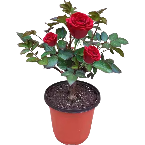 ���ڲ�����õ�廨��׮�ϸ��ļ��������ڿ������ϴ�Ũ����̨�ۻ���ֲ���� õ�������ɫ ��ɫ����� һ��װ 1.52Ԫ(������)