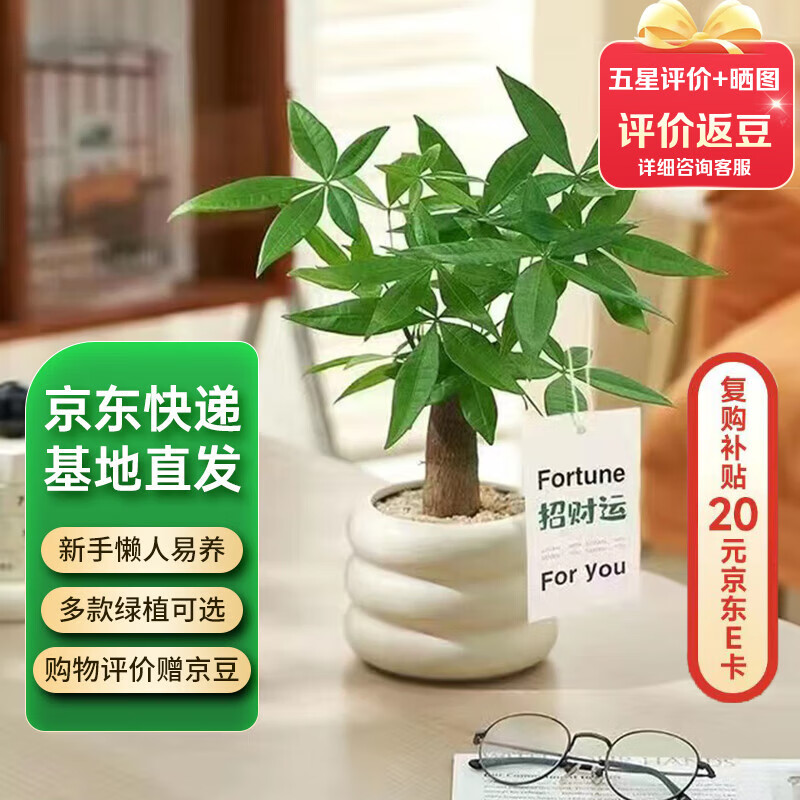 京云梦发财树小盆栽花卉办公室绿植招财送礼单杆发财树甜甜圈源头直发