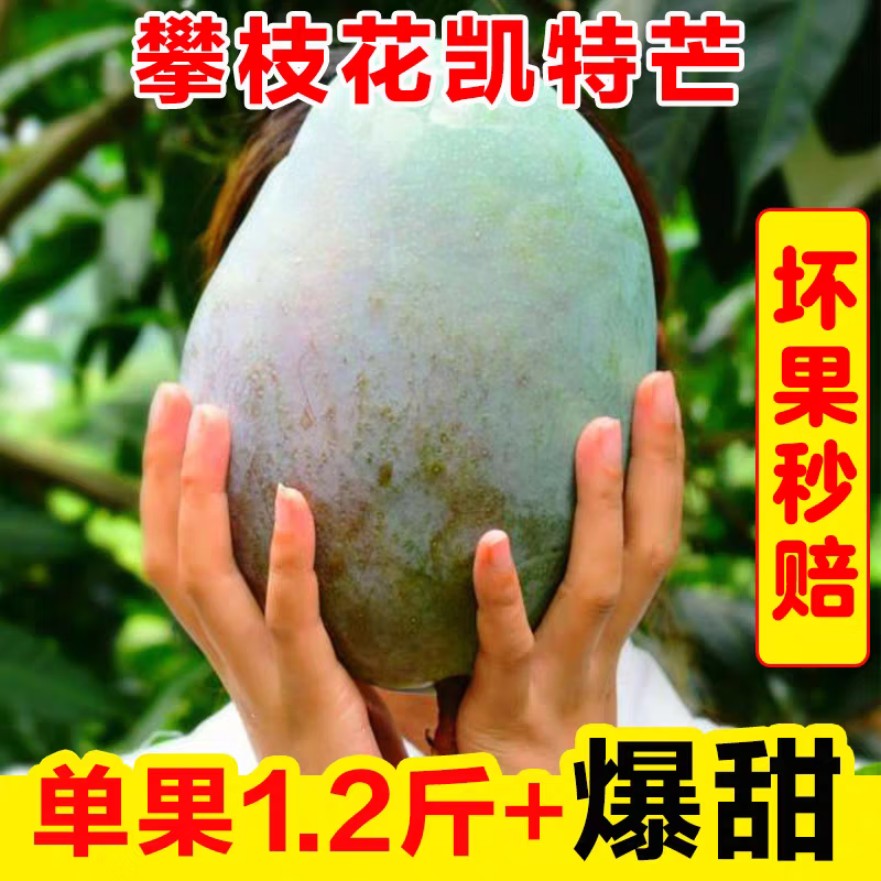 凯特芒 新鲜现摘 芒果整箱水果生鲜大青芒 9斤 优选特大果(500g左右)一个就过瘾 京东折扣/优惠券