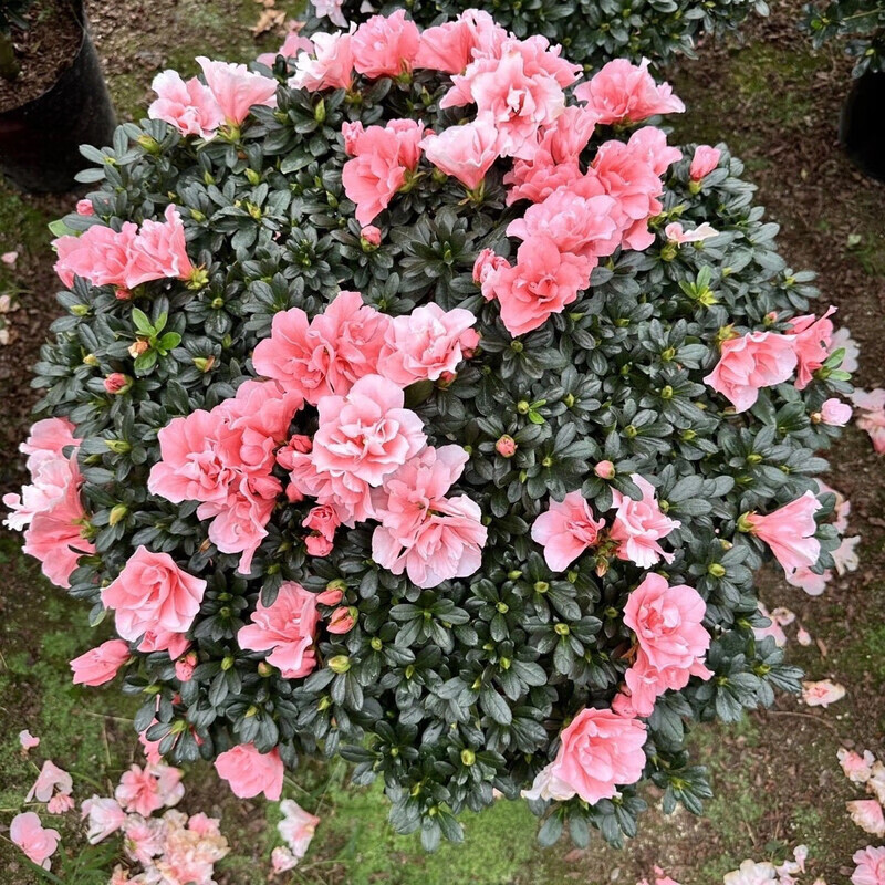 小桃红精品杜鹃花带花苞四季常青南方北方都好养活室内外盆栽地栽 粉