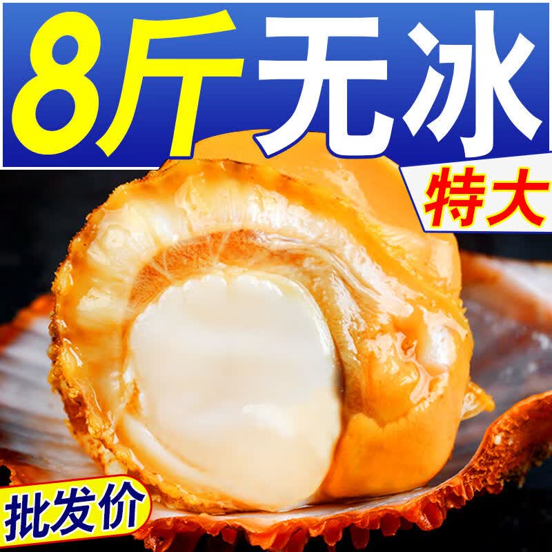 扇贝肉新鲜冷冻超大无冰带黄带膏扇贝毛贝海鲜水产 超大带黄扇贝肉1斤