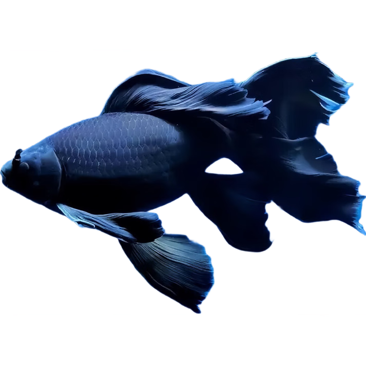  ִͺɫ 3-5CMǺһ 4.25Ԫ