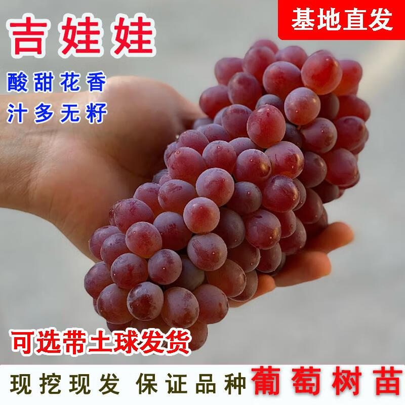 花御玺嫁接珍珠吉娃娃葡萄树苗酸甜香槟玫瑰香葡萄苗南北方种植当年