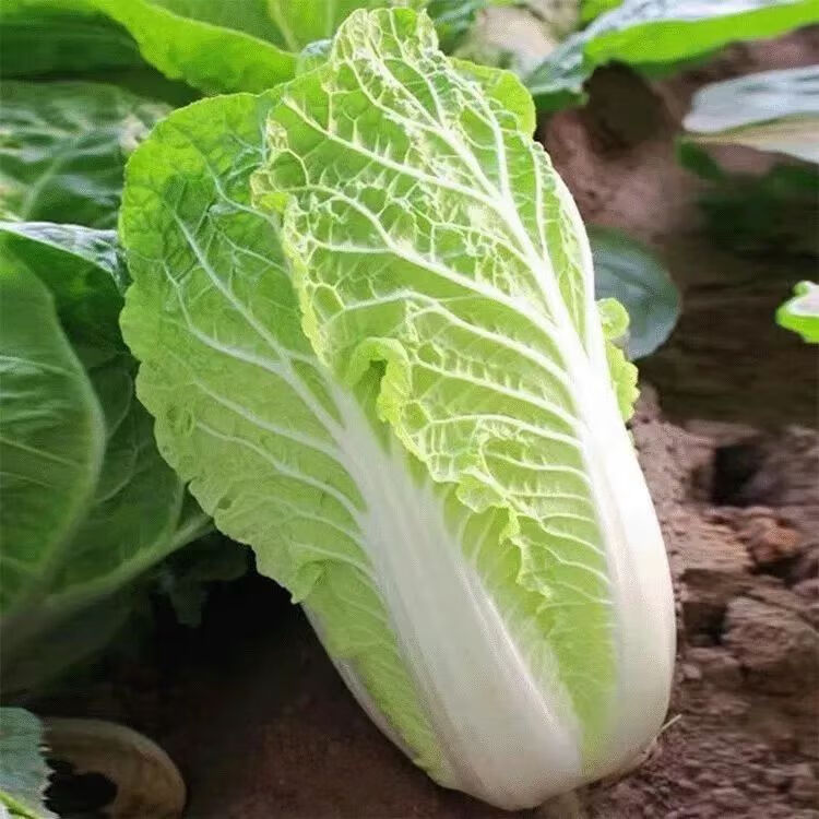 ������� ���ϸ�ԭ��ײ� ���޲� ����߲� 6����� ����    10.8Ԫ(����ȯ ��1.8Ԫ/��)