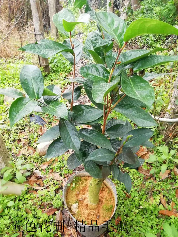 金花茶毛瓣原盆带土木本花卉四季花开四季金花茶防城黄尊庭院小苗 毛