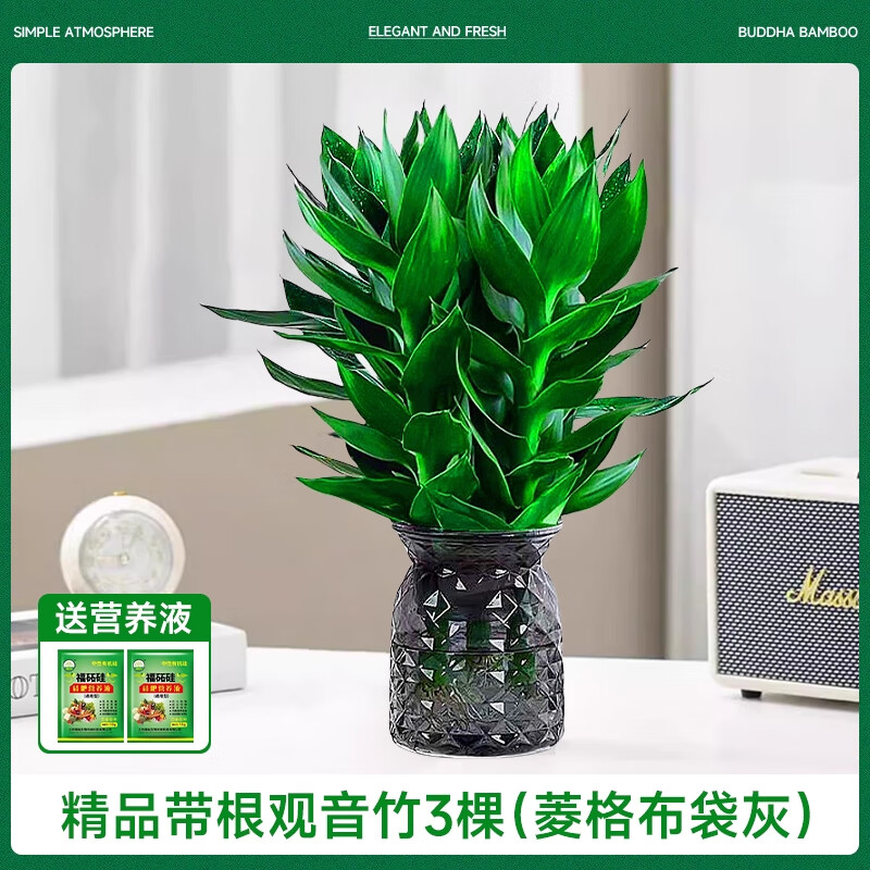 恰意观音竹富贵竹水培植物带根花卉绿植绿萝室内盆栽转运竹带花瓶好养 【轻塑】粗枝观音竹3棵（菱格布袋灰塑料）+2营养液
