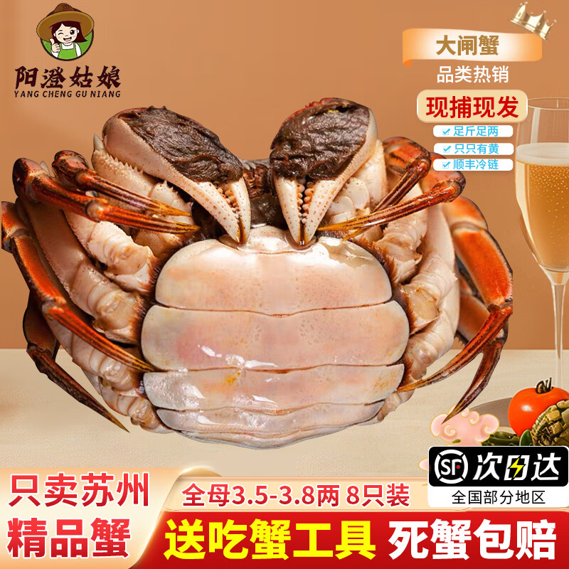 【活蟹】阳澄姑娘大闸蟹 现货鲜活大螃蟹公母蟹 海鲜水产生鲜礼盒 现货全母蟹3.5-3.8两 8只礼盒装