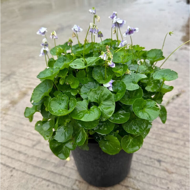 佛甲草种植基地：绿色产业新亮点