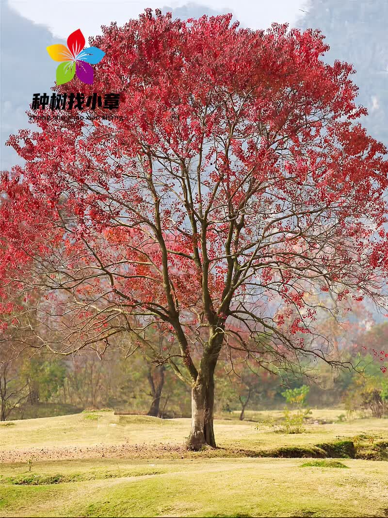 红叶乌桕树苗庭院行道大型耐寒彩叶绿化工程风景树桕子树菩提树苗
