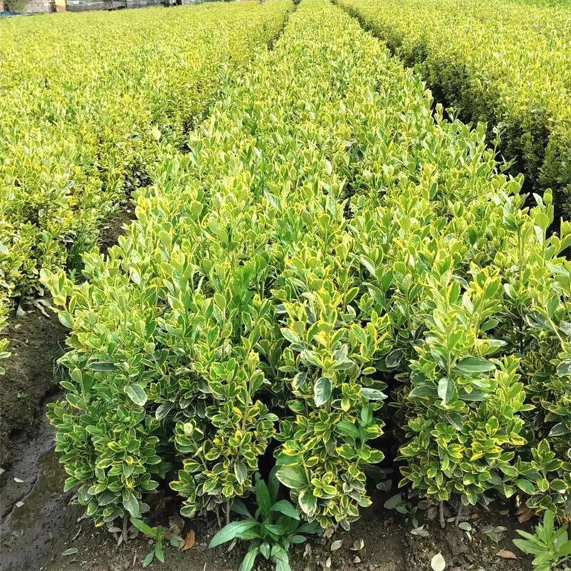 篱笆苗耐寒植物四季常青好养活花叶冬青苗 金边黄杨苗30
