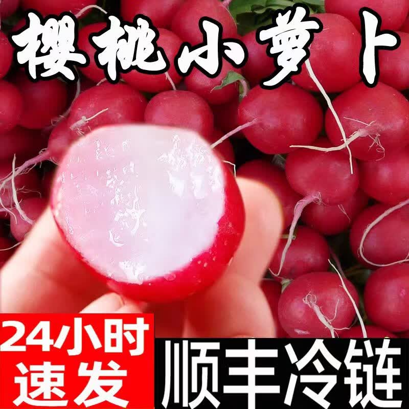 农大姐妹【顺丰速运】樱桃萝卜 甜萝卜 潍坊迷你萝卜新鲜小红丁水果萝卜 1斤
