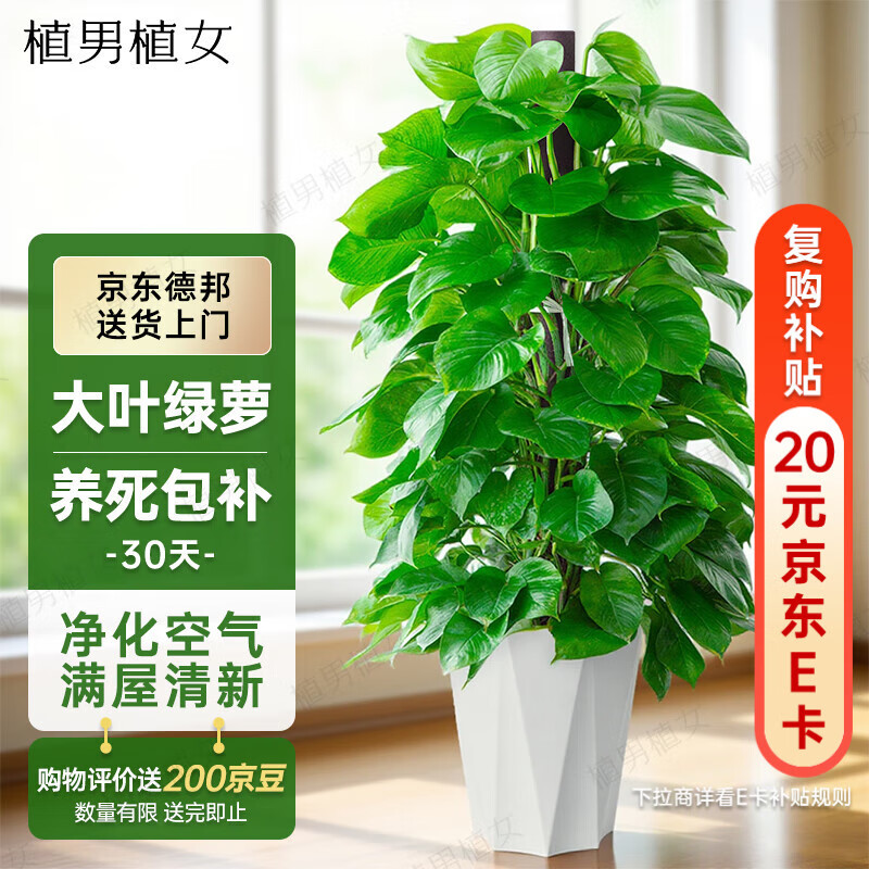 植男植女大叶绿萝柱办公室内真盆栽大型客厅落地除甲醛净空气绿箩源头直发