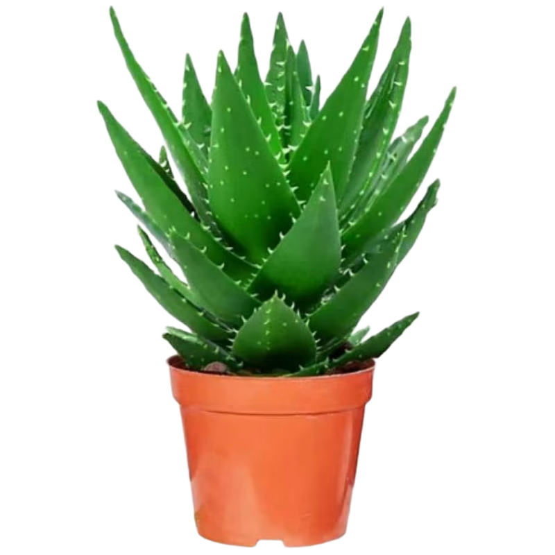 ���ڲ�����̩��˿«�����Ի�����ֲ����ֲ���ļ�������ѡ���«��(ԭ����)Դͷֱ�� 7.2Ԫ