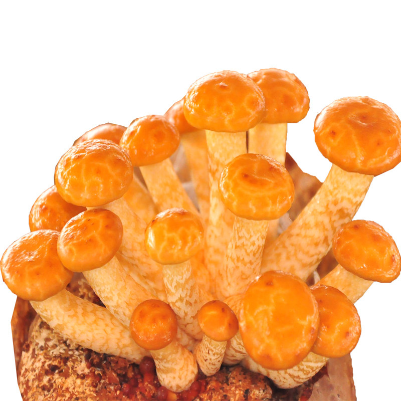 战长沙 滑子菇菌包蘑菇菌包菌棒盆栽食用菌多肉植物蘑菇菌棒 滑子菇