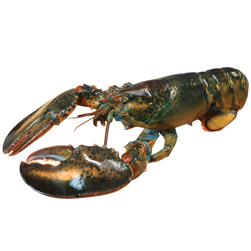 ʾ ʻʿϺ 450-550g/ֻ ʲ ʺ Դͷֱ106.1Ԫ(ȯյ)