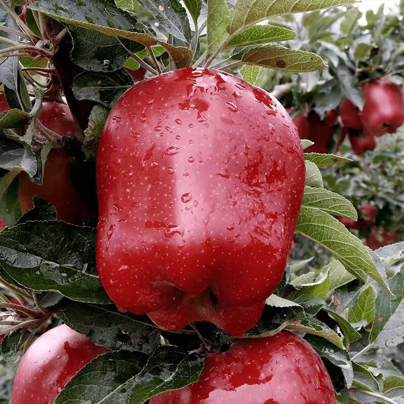 ��Ľ�����໨ţ���ʲ�ժ����ɳ��Ŵƻ�������ι�������Ӥ�� 4.5��װ ��Ʒ��ţƻ�� 1.����4.25��