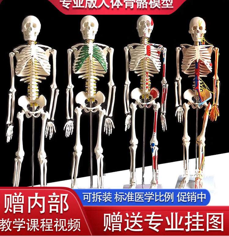 高博士（GAOBOSHI）45 85 170cm人體骨骼模型骨架人體模型成人教學(xué)脊椎全身針灸器具 45cm骨骼模型 頭骨可打開(kāi)