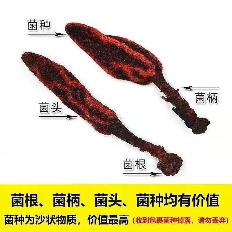 仲景云南深山野生回春草中药材顶天柱不老草男性滋补泡茶水酒 无硫 精选特级野生回春草 500g*1袋