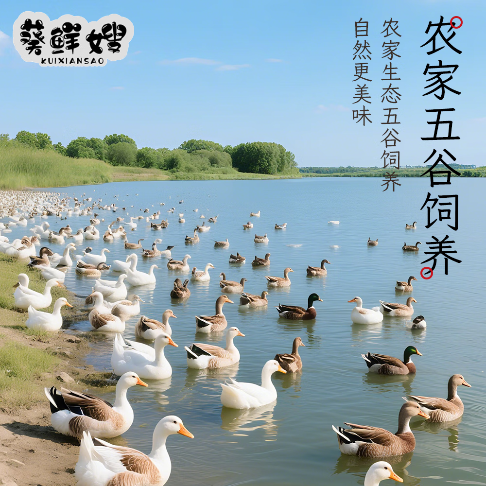 真空包装30枚装咸鸭蛋熟鸭蛋流油 正宗农家散养红心流油咸鸭蛋 40g 4枚装泡沫托+纸箱 图 4