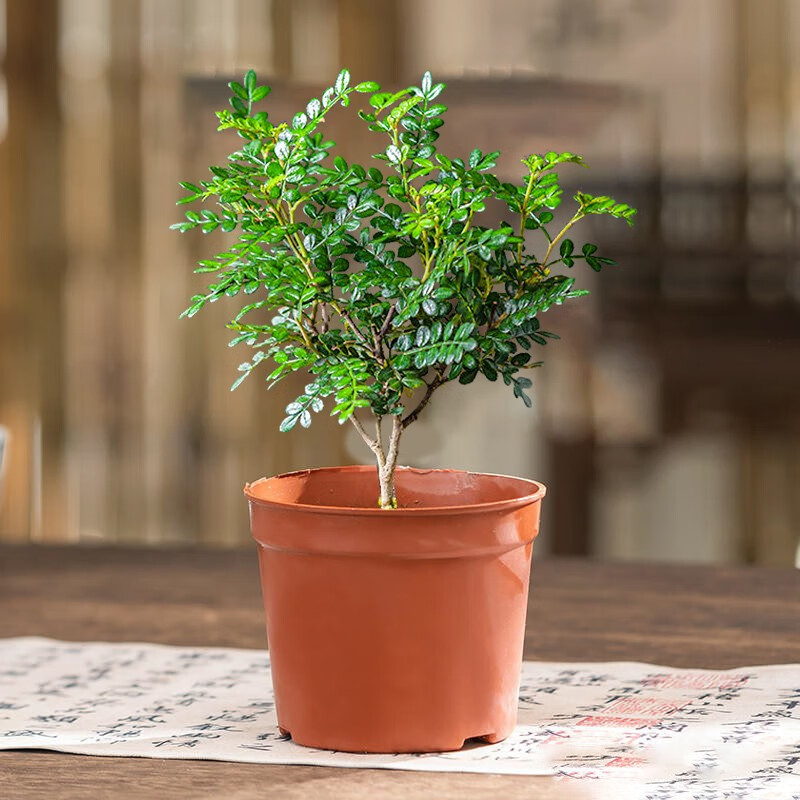 绿植盆栽报价走势|绿植盆栽价格比较