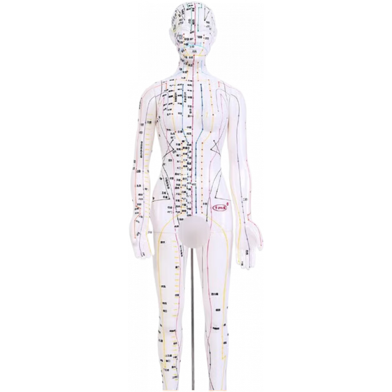 子彧（ZIYU）ZIYU 中醫(yī)經(jīng)絡(luò)圖針灸人體穴位模型全身男女小人銅人純銅 純銅50CM 白色高清女模型48cm