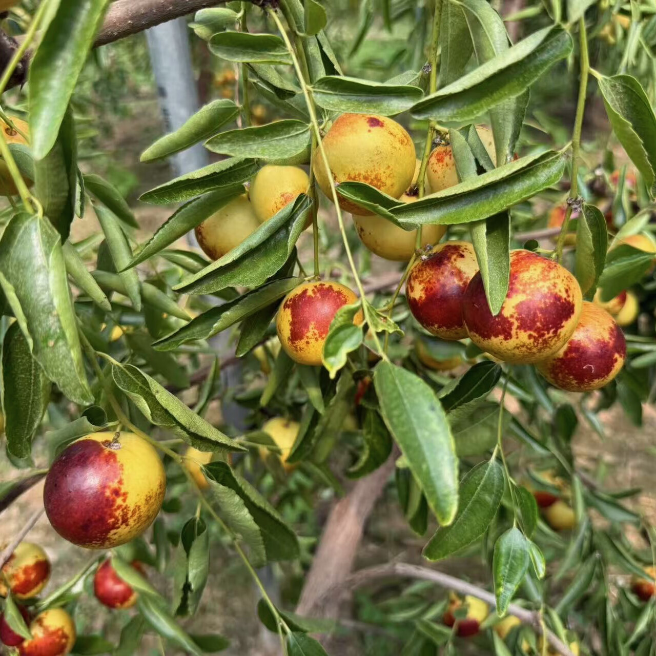 头茬沾化冬枣 水果冬枣生鲜正宗冬枣树上熟脆甜大果 小果（五斤装）