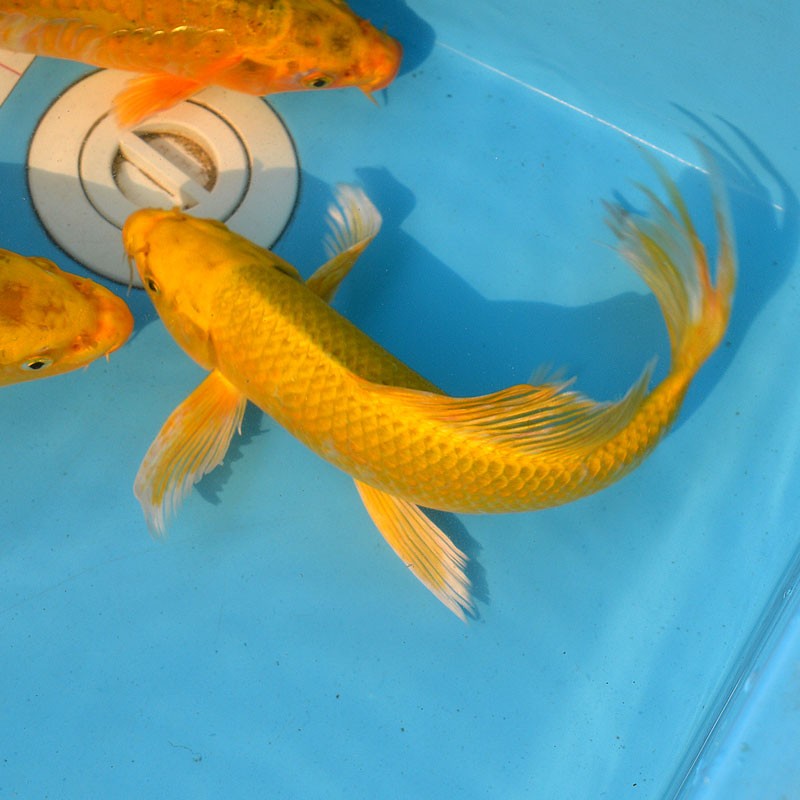 华狄黄金龙凤锦鲤鱼观赏鱼活体金鱼淡水鱼苗纯种大锦鲤锦鲫红草鱼