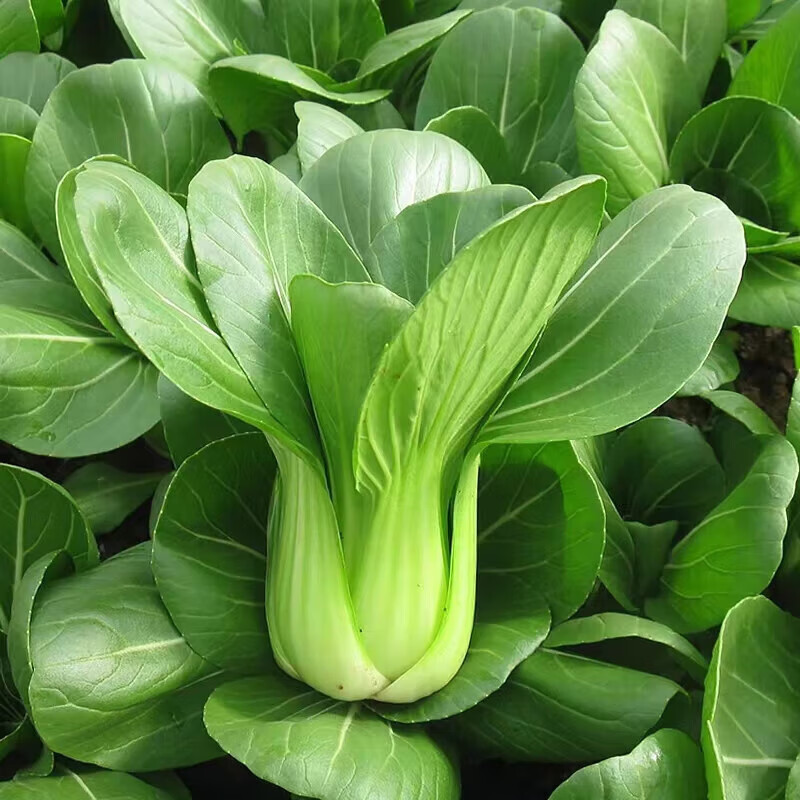 生果乐新鲜蔬菜农家自种新鲜好吃黑大头苏州青小青菜 1000g