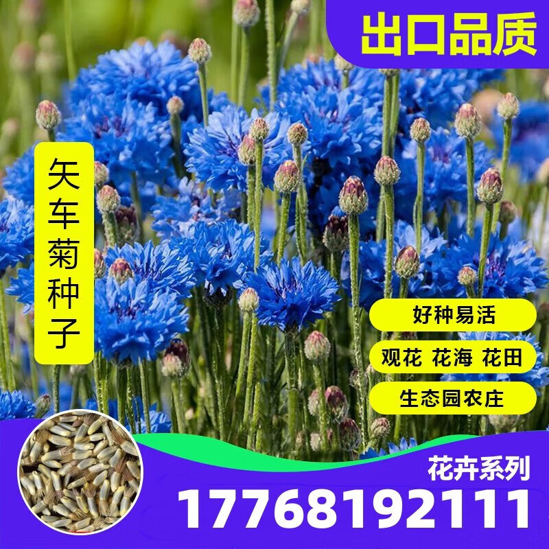 京腾花卉 矢车菊种子 蓝色矢车菊种子室外庭院绿化耐寒花卉种籽子 混